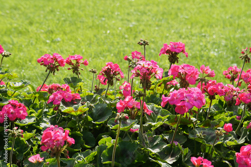 Fototapeta Naklejka Na Ścianę i Meble -  Pelargonium zonale plant with red flowers and green lawn copyspace 
