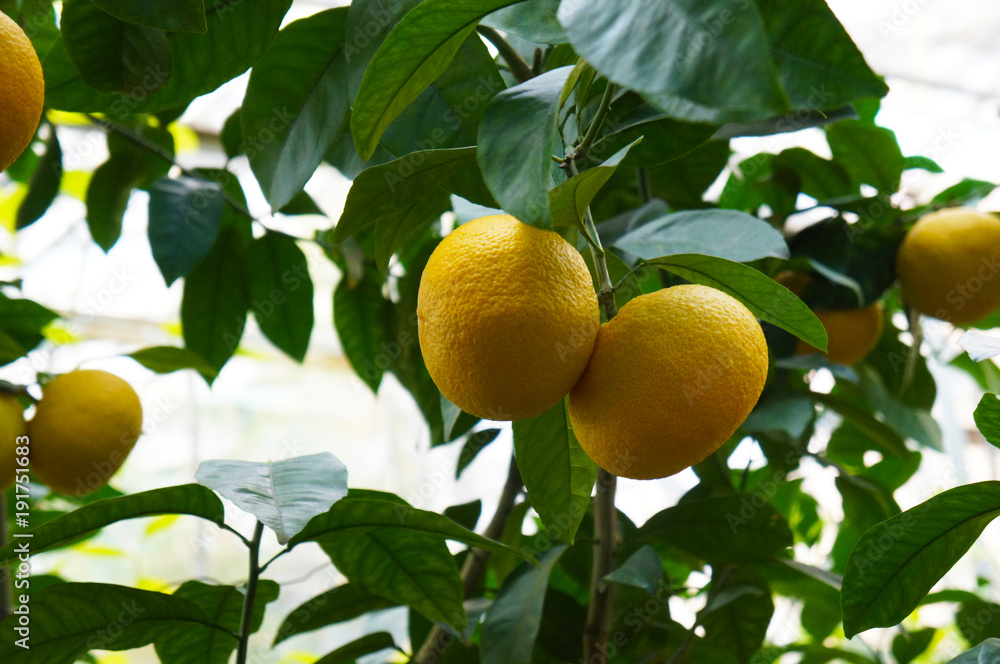 Yellow pomelo fruit on tree with green foliage Yellow pomelo fruit on tree with green foliage