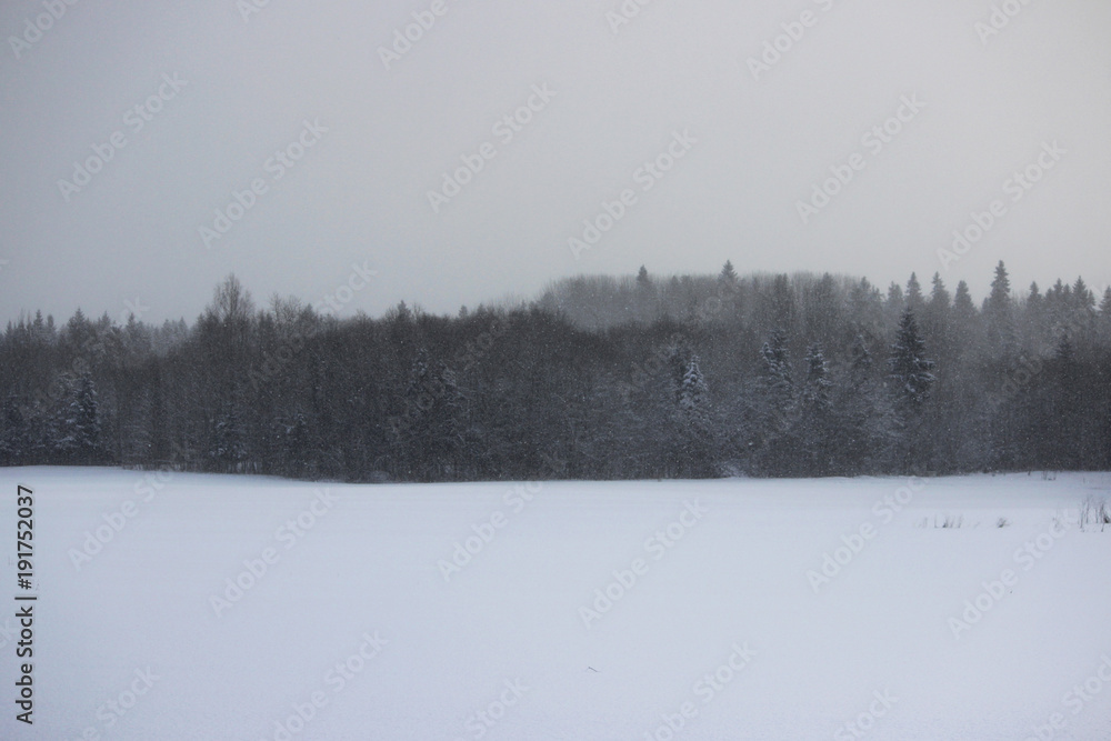 Winter forest during a snowstorm and a strong blizzard on Christmas Winter forest during a snowstorm and a strong blizzard on Christmas
