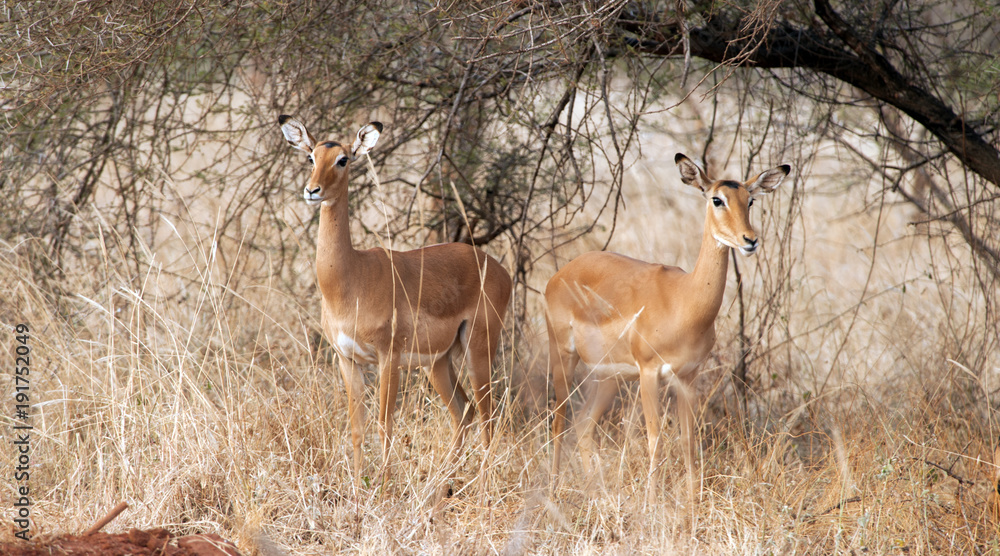 antilope antilope