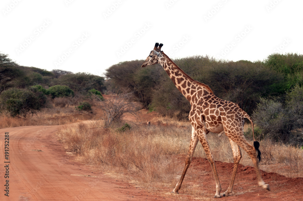 Obraz premium giraffa