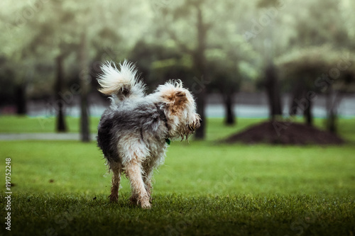 Perro en el parque © CarlosAndres