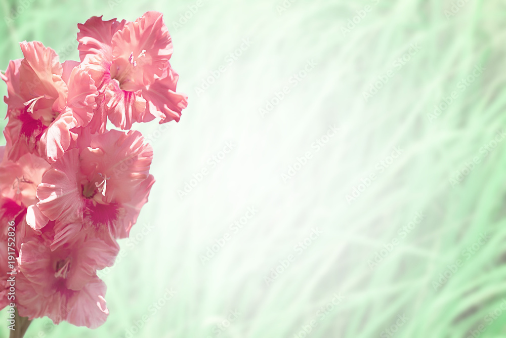Bright pink gladiolus flower on blurred background. Bright pink gladiolus flower on blurred background.