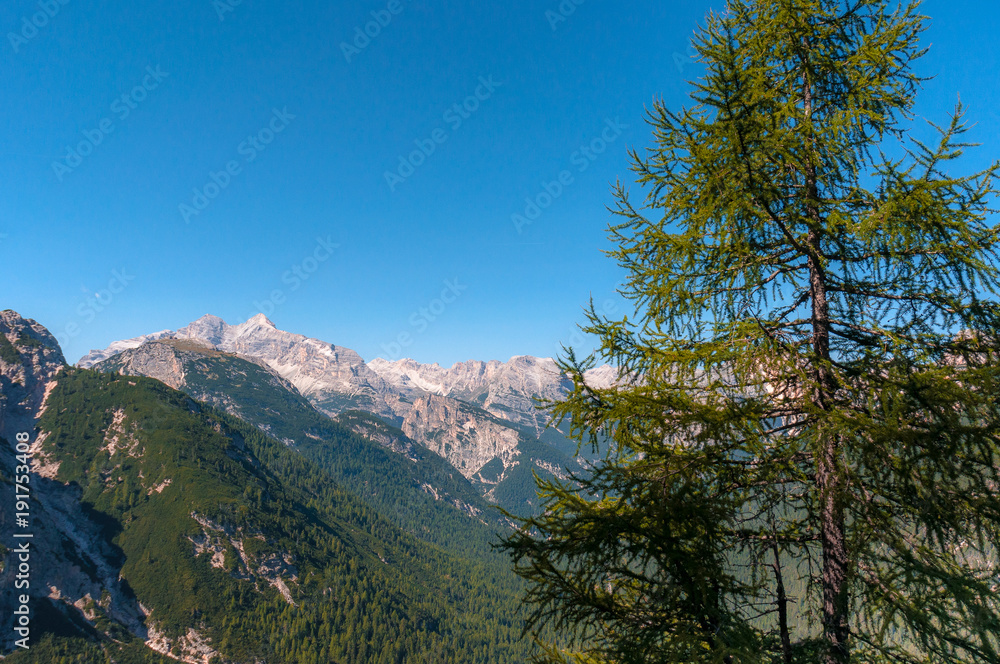 Green spruce and larch forest with Tofane peaks  background, Dolomites, Cortina d'Ampezzo, Italy