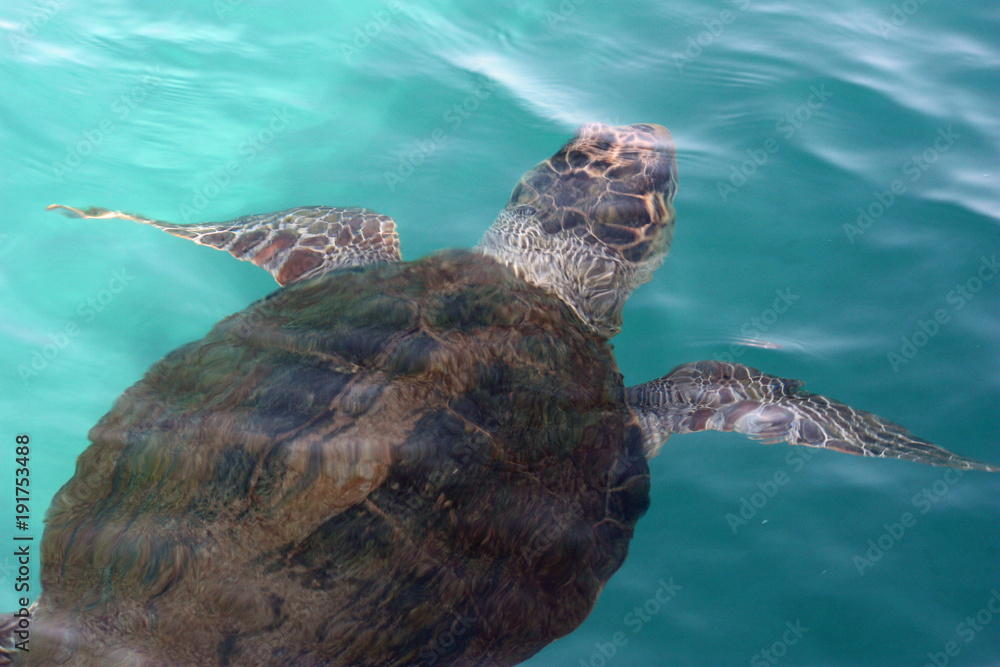 Obraz premium Loggerhead sea turtle