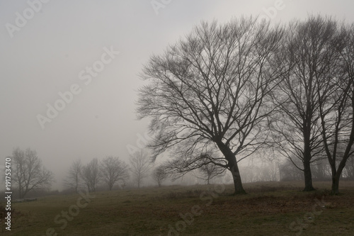 Baum Silhouette im Nebel