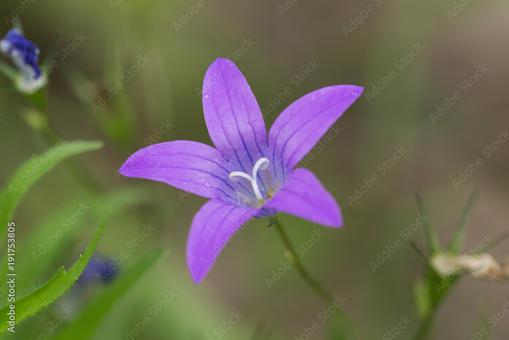 background,flower,macro,photo, plant, purple background,flower,macro,photo, plant, purple