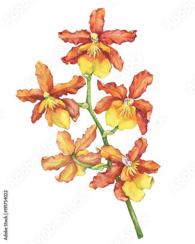 The branch of blossoming tropical orange flower orchid (Phalaenopsis orchid, Dendrobium). Floral art. Close up hybrid orchid. Hand drawn watercolor painting illustration on white background.