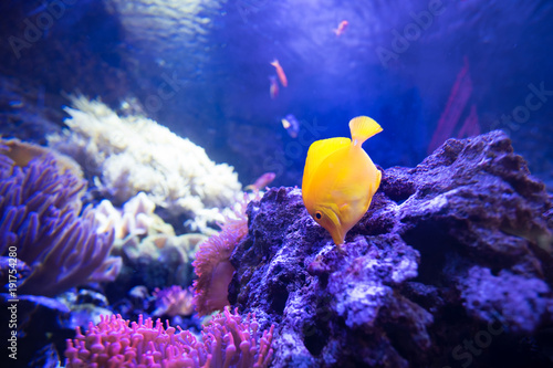 yellow tang fish in shallow coral reefs eat from live rocks