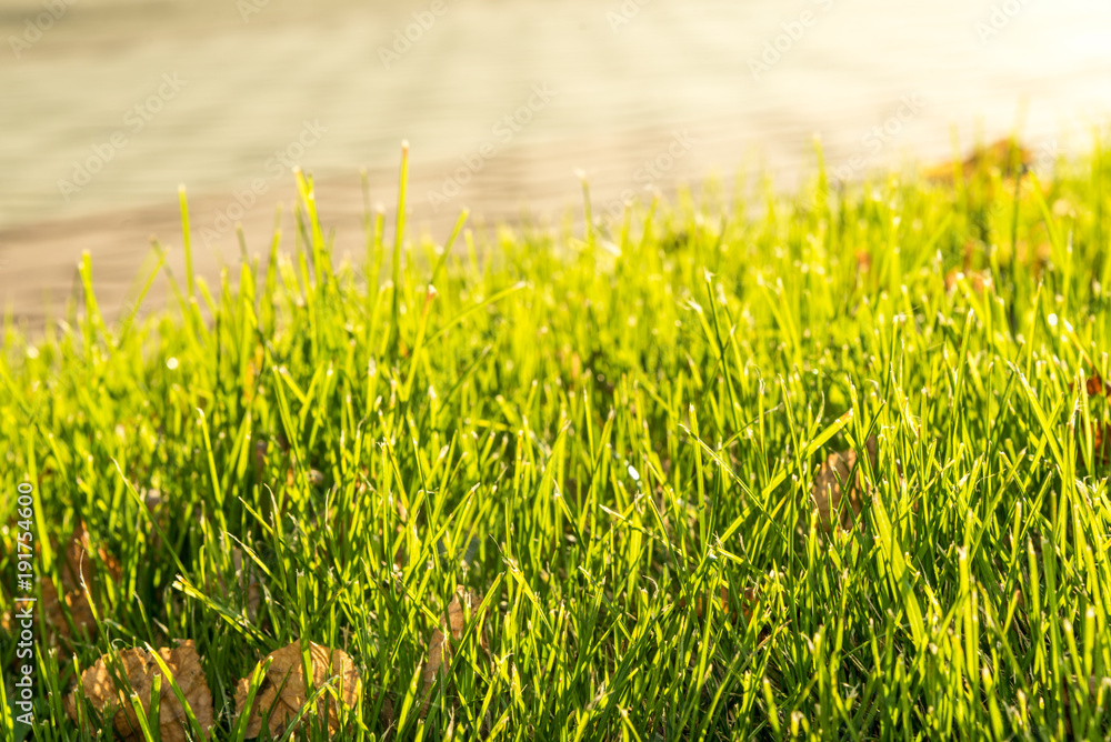 Fototapeta premium A background with green grass blades
