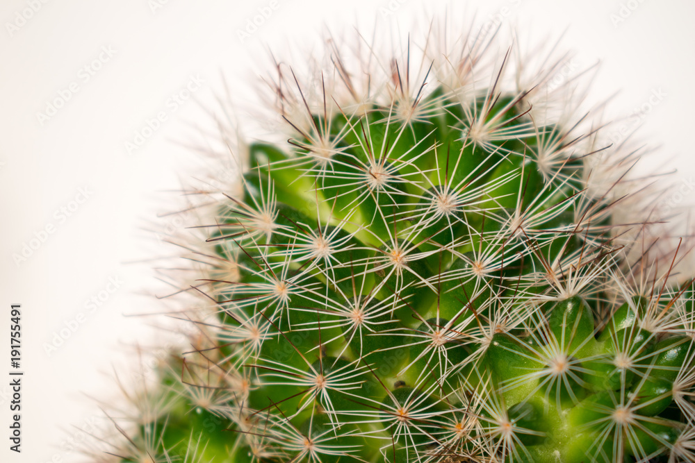 close up of a spikey cactus plant close up of a spikey cactus plant