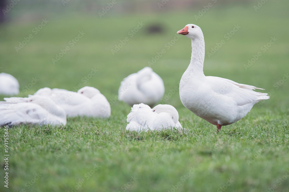 Group of domestic goose (Anser anser domesticus) with one standing in meadow. Group of domestic goose (Anser anser domesticus) with one standing in meadow.