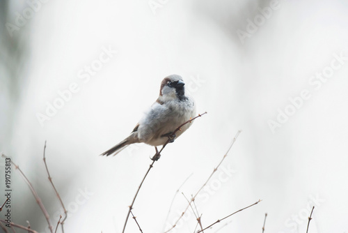 A male house sparrow (Passer domesticus) perched on twig in winter.