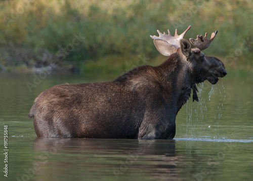 Bull Moose GNP © Chris.LeBoutillier