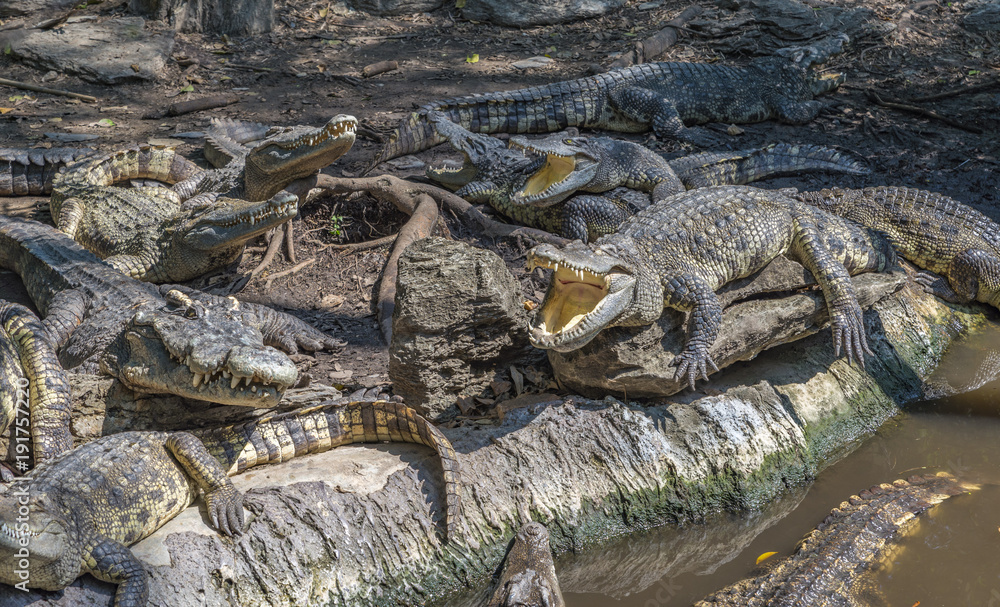Obraz premium Pack of Crocodiles in a zoo ,Thailand. Many crocodiles has sun bath near water. Nature behavior of crocodiles.