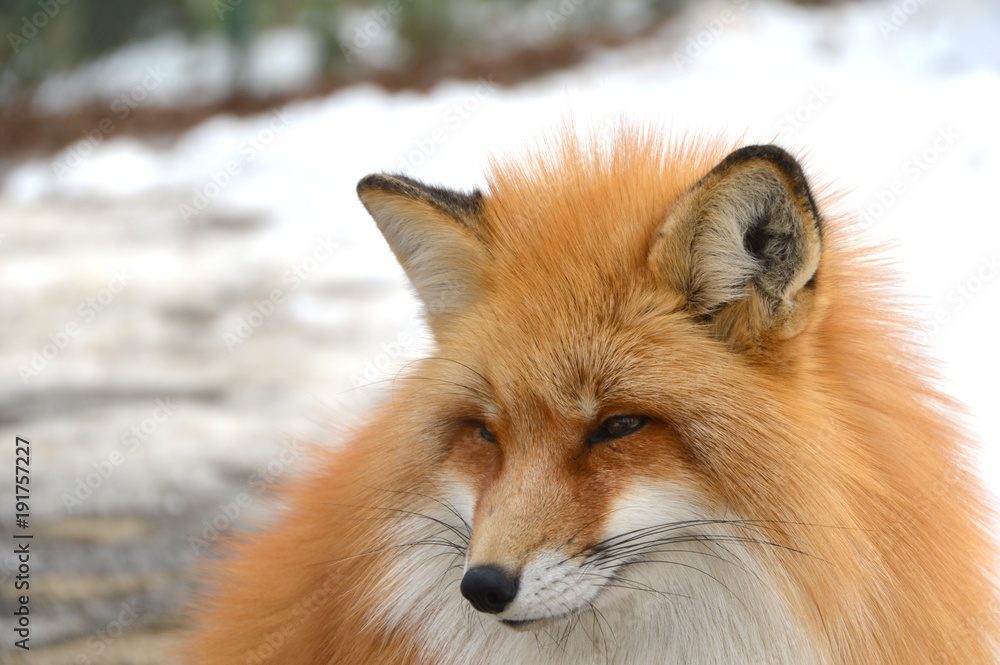 Fototapeta premium キツネ表情