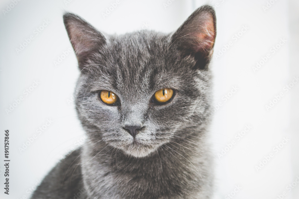 Close-up portrait of a young gray cat. British cat. British Shorthair with blue gray fur. Gray cat with orange eyes.