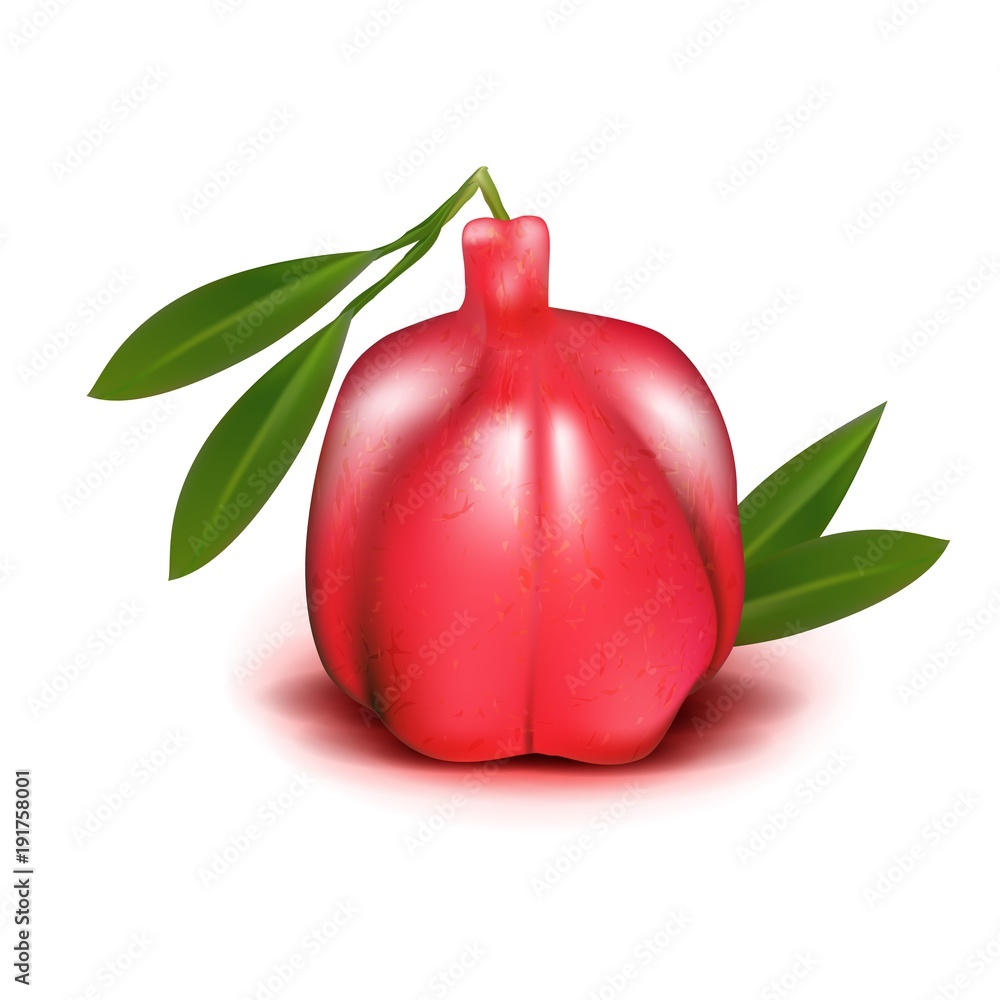 Realistic Ackee 3d vector aki Blighia sapida fruit with leaves isolated on  white background. Ackee national fruit of Jamaica. Achee, ackee apple or  akee. Stock Vector | Adobe Stock