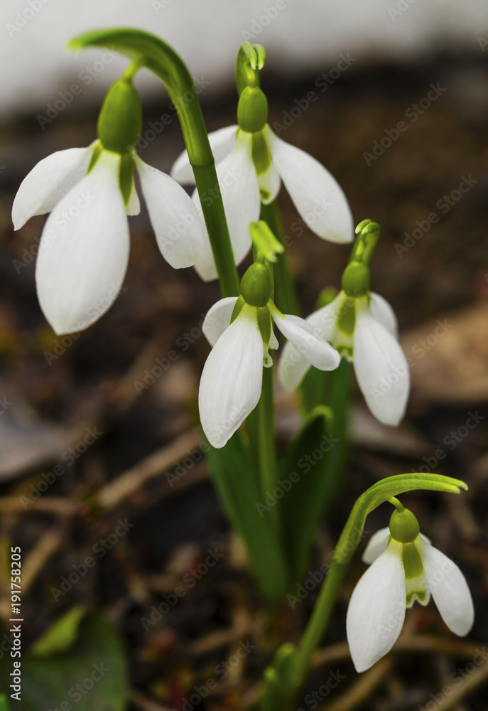 Fototapeta premium Beautiful snowdrop flowers closeup