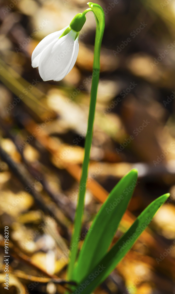 Fototapeta premium Beautiful snowdrop flower closeup