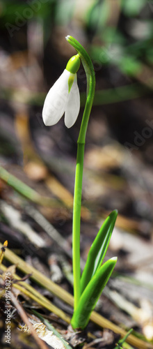 Beautiful snowdrop flower closeup