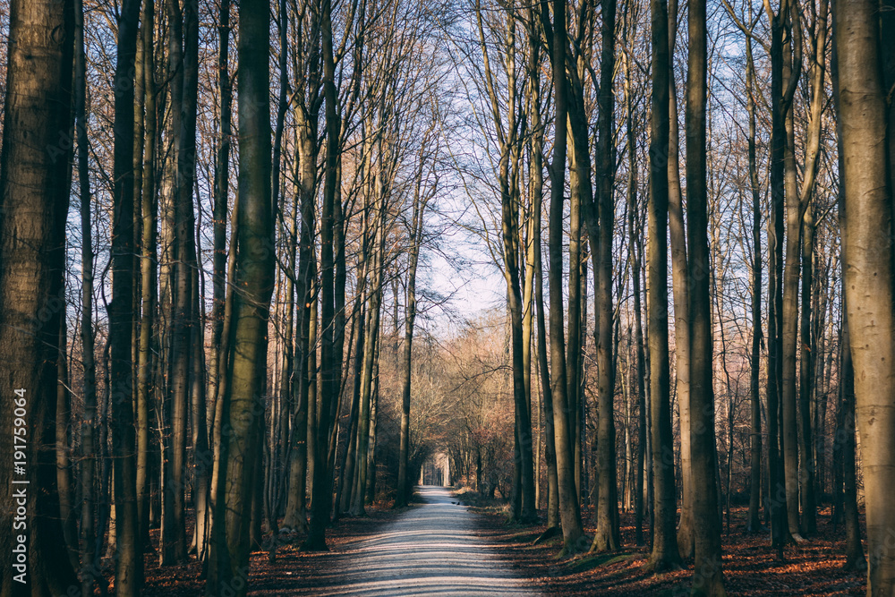 Fototapeta premium Forêt 3
