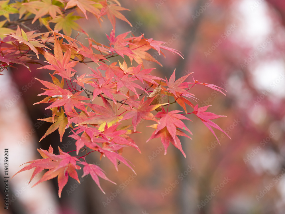 Closeup of beautiful autumn leaves, red maple leaf in Japan (Selective Focus) Closeup of beautiful autumn leaves, red maple leaf in Japan (Selective Focus)
