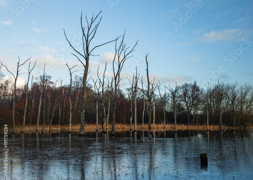 Arcot Pond, Cramlington, Northumberland, England, UK. Frozen water on pond with dead trees surrounded by water. photo