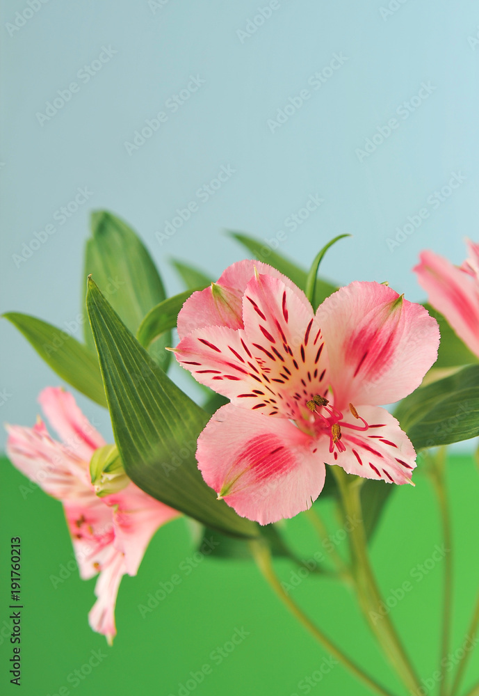 Alstroemeria on light background
Alstroemeria on light background