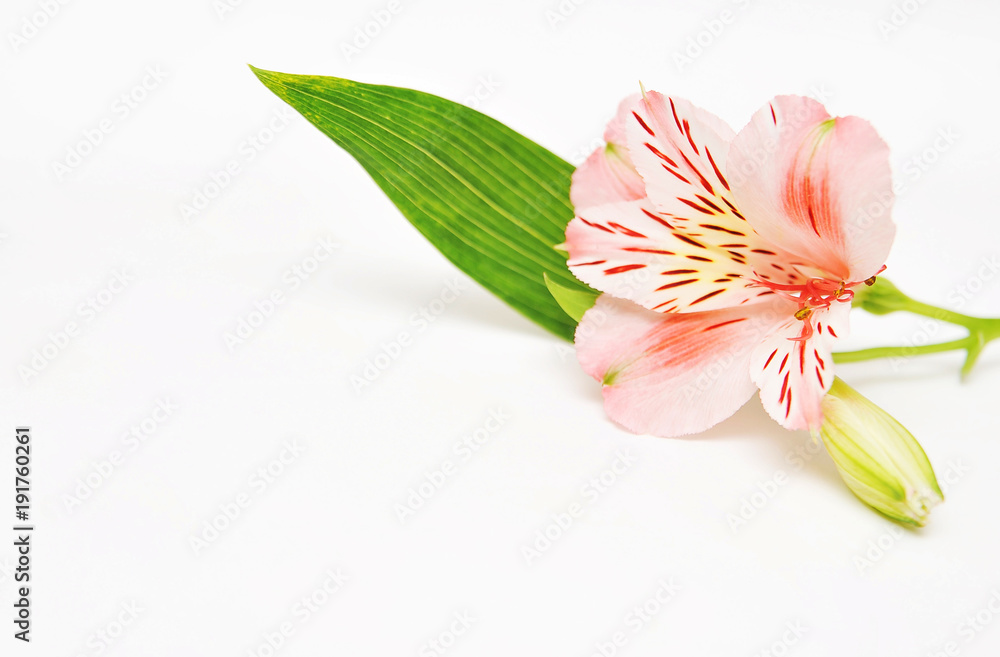 Flower alstroemeria on colorful background with a space for text
