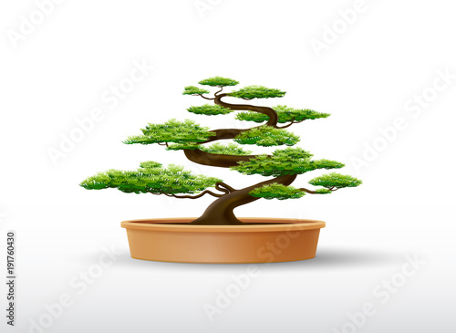 bonsai plant in the pot vector illustration