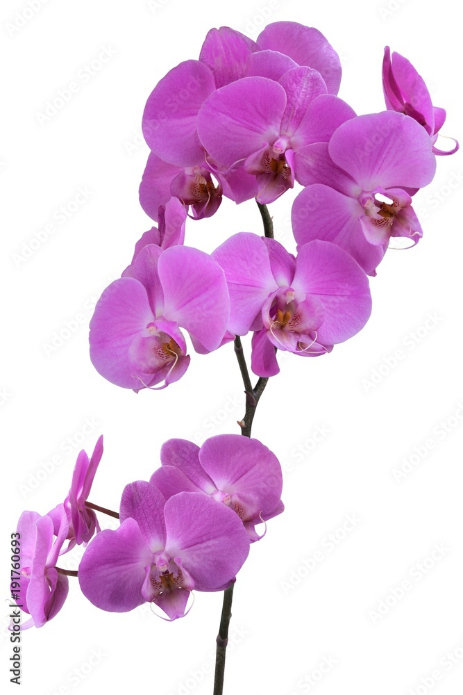 Fototapeta premium ładna orchidea na białym tle z bliska