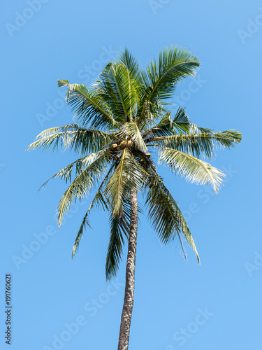 tall palm tree in tropical beach against blue clear sky for background