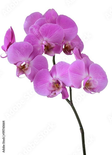 Fototapeta Naklejka Na Ścianę i Meble -  pretty orchid isolated close up