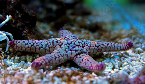 Fromia Seastar in coral reef aquarium tank
