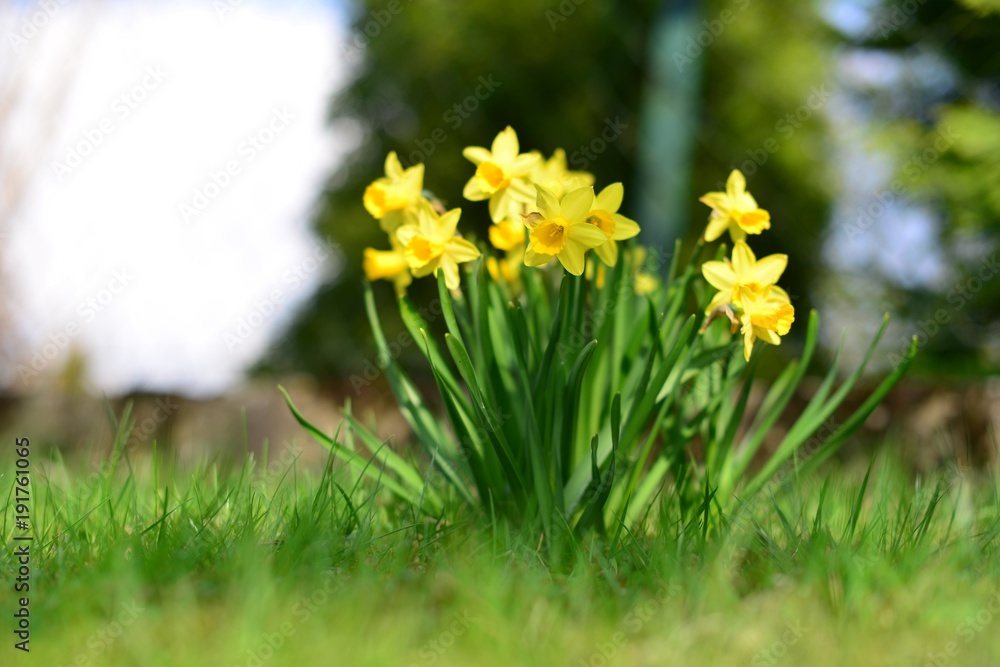 Fototapeta premium Blumen im Frühlingserwachen
