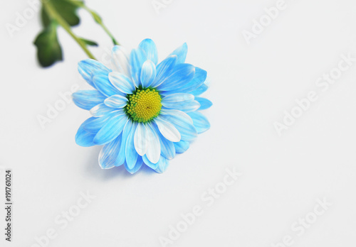 Blue daisy on colorful background 