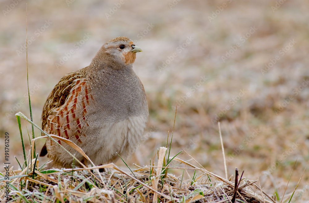 Grey Partridge - Perdix perdix Grey Partridge - Perdix perdix
