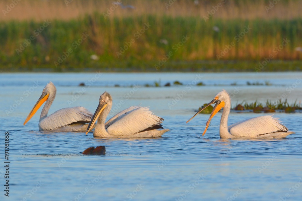 Dalmatian Pelican (Pelecanus crispus) Dalmatian Pelican (Pelecanus crispus)