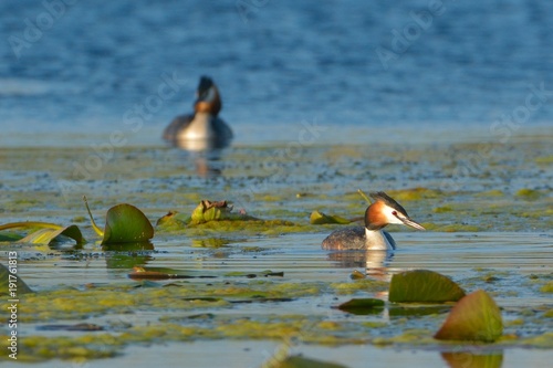 Great Crested Grebe Pair on Water photo