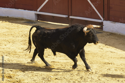 Toro de lidia en la arena de una plaza de toros. España