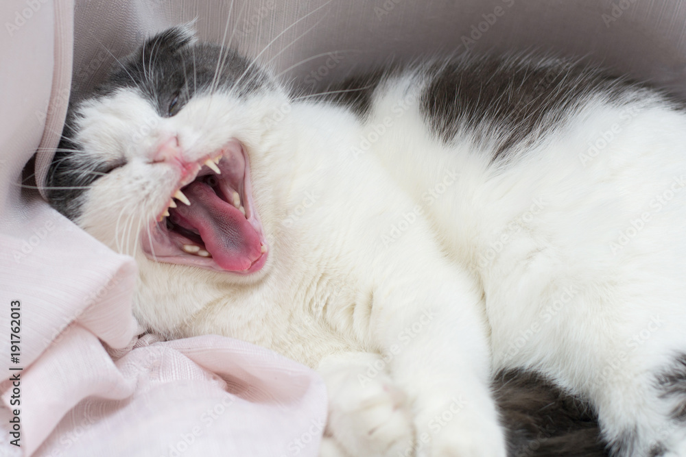 Obraz premium Cat lies on the windowsill and yawns wide