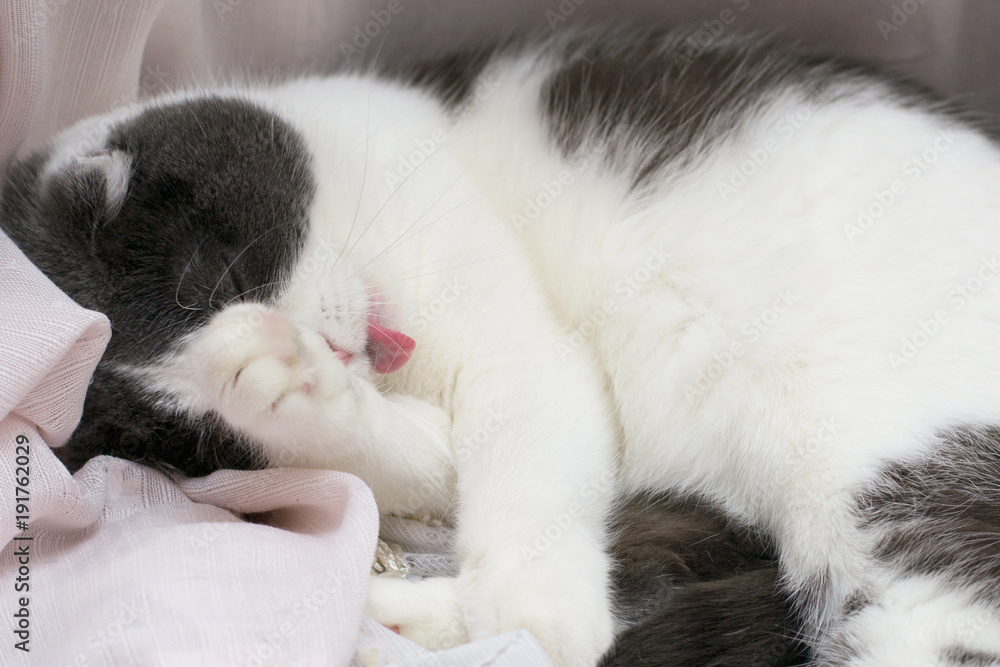 Fluffy cute cat lies on the windowsill, lick her paw and wash her body Fluffy cute cat lies on the windowsill, lick her paw and wash her body