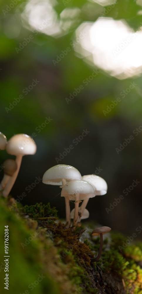 Fototapeta premium Buchen- oder Beringter Schleimrübling (Oudemansiella mucida), Naturdenkmal Hutewald 