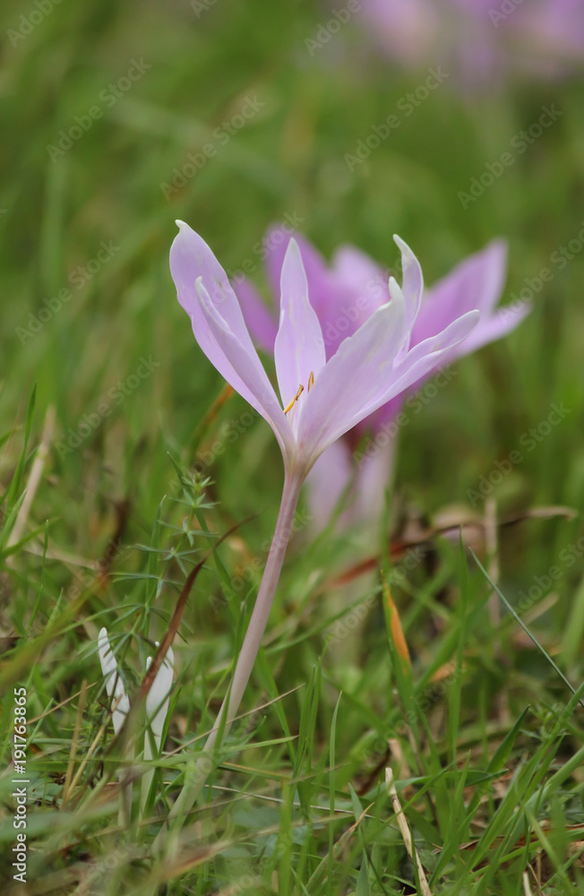 Crocus Crocus
