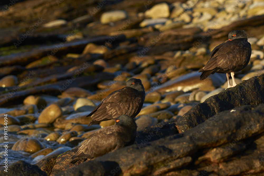 Fototapeta premium Blackish Oystercatchers (Haematopus ater) on the rocky shore of Carcass Island in the Falkland Islands.