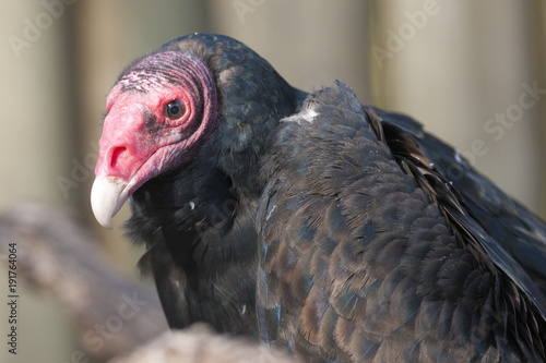 Turkey Vulture Portrait © Iliuta