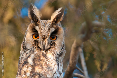 Long Eared Owl on fir tree