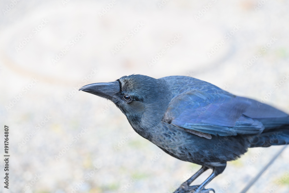 Naklejka premium カラス