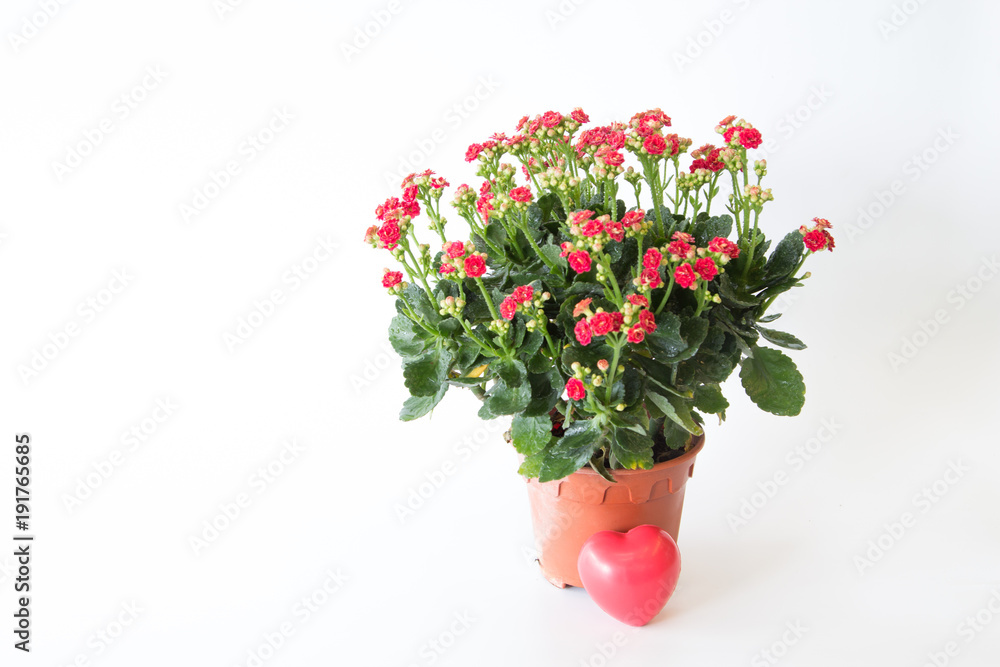 The beautiful red rock rose flowers in flower pot  is on white background.
